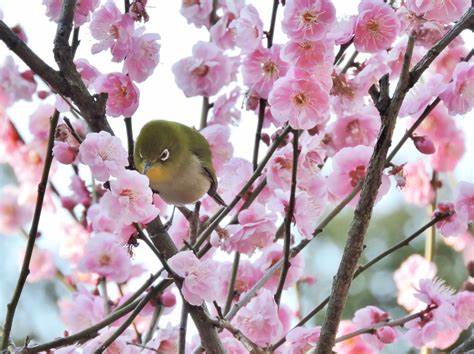 広島県 名勝 縮景園～梅の花と野鳥 - 綺麗な写真 日々出来事