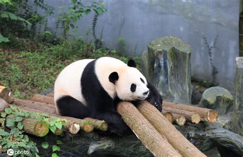 红山动物园这对大熊猫双胞胎4周岁啦_新华报业网