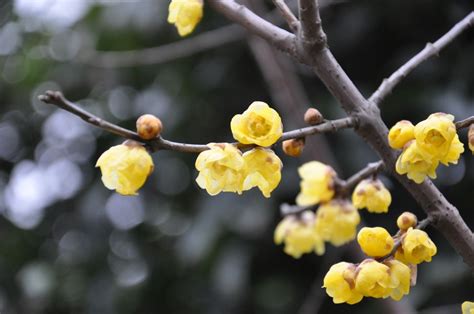 南京适合养什么花，市花和市树是什么 - 花百科