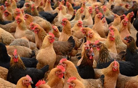 2020年10月13日土鸡价格行情、今日各种土鸡多少钱一斤？ - 农产品价格 - 蛇农网
