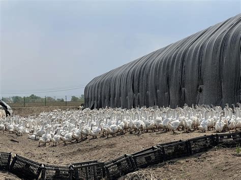 舒兰市：白鹅养殖促振兴 致富路上向天歌-中国吉林网