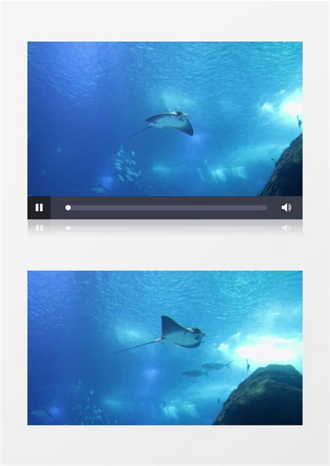 鮸鱼在海中遨游实拍视频素材模板下载_实拍_图客巴巴