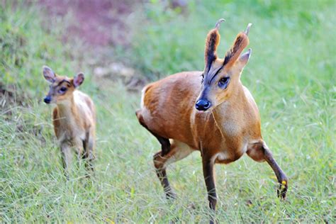 保护野生动物 我们在行动---山门林场救助、放生野生动物——黄麂 - 山门林场 - 甘肃省小陇山林业保护中心官方网站