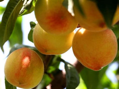 吃黄桃有哪些好处 黄桃的营养及功效_营养知识_食品常识