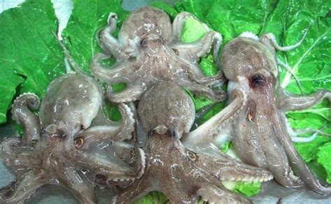 韩国人喜欢吞吃活章鱼, 已导致多人死亡, 为什么还如此义无反顾
