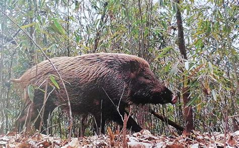 世界上最大的野猪，巨林猪重量超500公斤_巴拉排行榜
