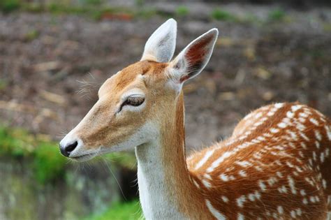 西卡赫尔梅花鹿哺乳动物野生点性质高贵的鹿图片免费下载_动物素材免费下载_办图网