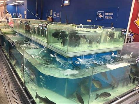 汉口江滩花鸟市场宠物店卖鳄鱼 养野生动物需办证【图】 - 热点关注 - 中国网 • 山东