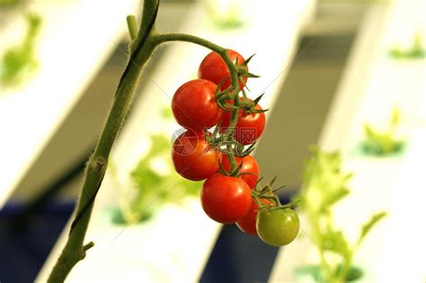 如何确定番茄播种时间？ - 种植百科 - 中国农业科普网