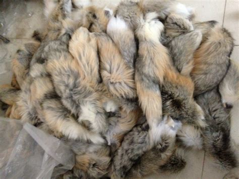 HuaFx花狐狸图片