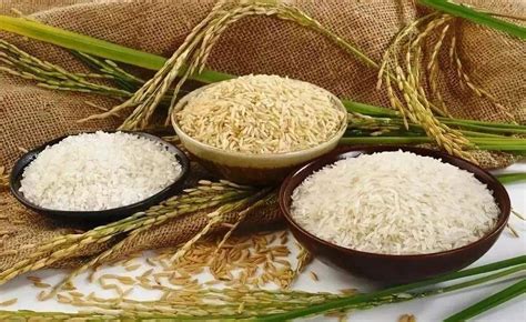 大米的区分,不同品种大米的区别,大米的种类和区别_大山谷图库