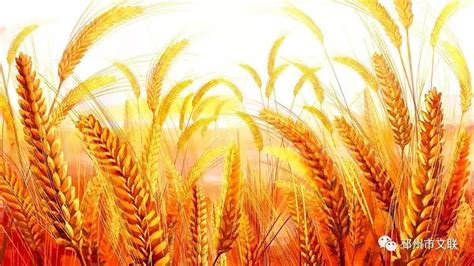 赞美小麦丰收的现代诗,关于麦子的诗句大全,树的现代诗_大山谷图库