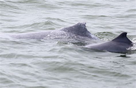 三娘湾:中华白海豚的家园 - 市场 -防城港乐居网