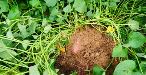 红薯怎样当室内绿植种 盆栽红薯的养殖方法-植物说