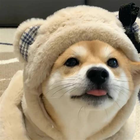 猫狗头像非主流可爱