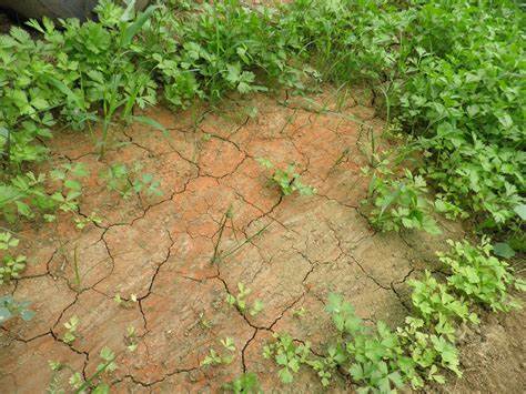 土壤孔隙状况与土壤肥力的关系