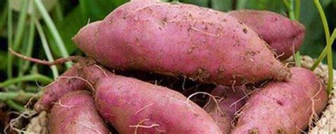 培育健康薯苗，护航红薯产业发展 - 政府信息公开专栏 - 河南省新乡市农业科学院