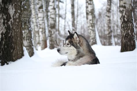 阿拉斯加雪橇犬幼犬活体纯种宠物犬活体黑色灰色熊版桃脸阿拉斯加-阿里巴巴