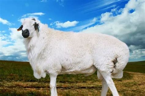 盘点国内有名的地方羊品种 - 惠农网触屏版