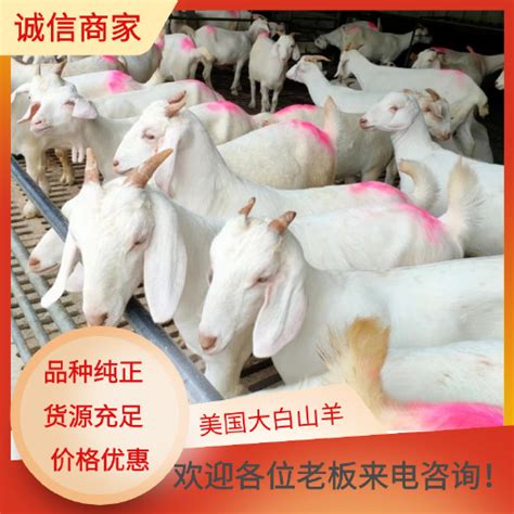 养殖山羊100只利润与成本 - 惠农网