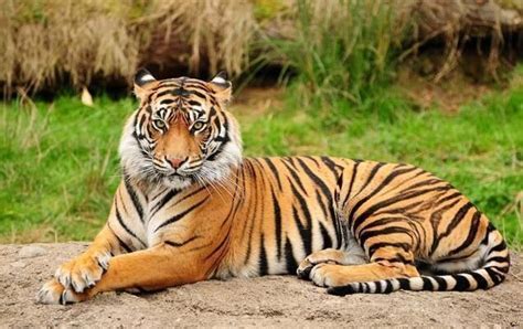 62年的虎今年多大岁数啦，属虎的今年多大岁数，都有哪年出生！