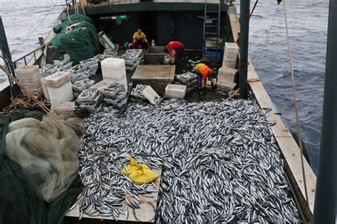 央媒关注丨海洋养殖由“浅”向“深” 海南推进现代渔业转型谋新_海口网