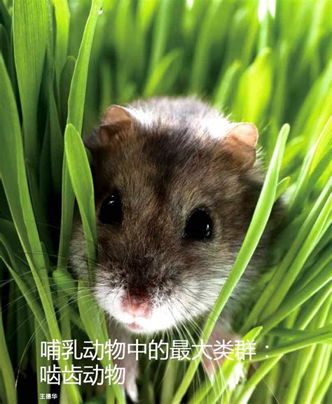 鼠类品种大全,中老鼠品种大片,老鼠种类图片及名称(第5页)_大山谷图库
