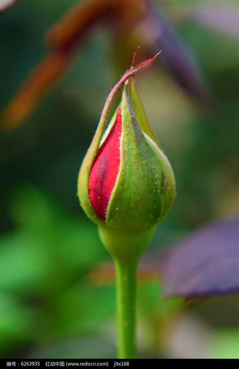 含苞待放的玫瑰花花蕾高清图片下载_红动中国