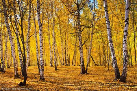 秋天, 秋天的树叶, 叶子, 秋天的颜色, 叶, 秋天的叶子, 多彩高清大图，无版权商业图片免费下载