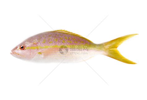 我国黄海中有种鱼名叫“黄鲷鱼”肉质鲜美，特别好钓|肉质|鲜美|黄鲷_新浪新闻