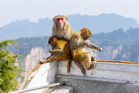 张家界迎来跨省游游客，景区猴子们又忙碌“营业”啦 - 旅游播报 - 新湖南