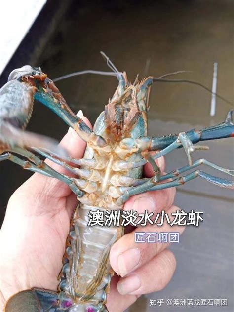 这淡水龙虾之王被人们吃成濒危物种 他终于坐不住了_凤凰资讯
