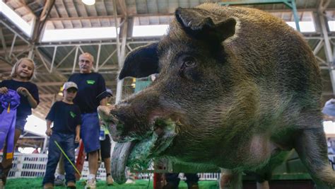 Discover the 10 Largest Pigs in the World - IMP WORLD