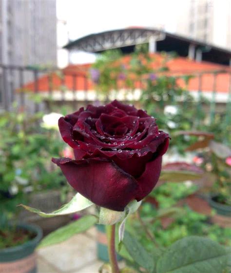 此花为世界上最黑的月季花，常被称作黑玫瑰，很少人知道|黑美人|月季花|黑玫瑰_新浪新闻