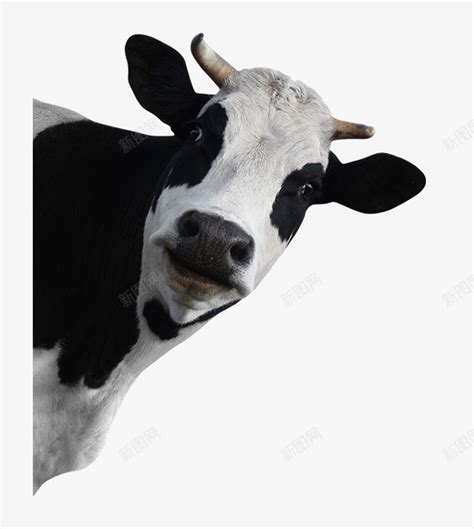 可爱的小奶牛39png图片免费下载-素材m-hehhlepih-新图网