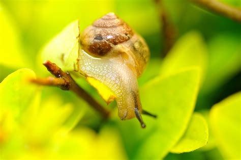 蜗牛的种类介绍（一文带你了解蜗牛） – 碳资讯