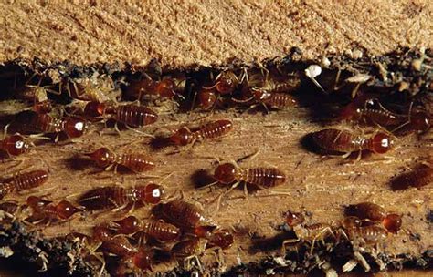 白蚁怎么灭 彻底消灭白蚁有哪些比较好的方法？ | 说明书网
