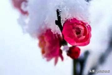 王禹偁《红梅花赋》用丰富的文学手法赞美红梅花，给人美的享受|红梅花赋|红梅花|陆凯_新浪新闻