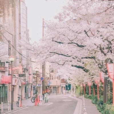 粉色樱花非主流头像