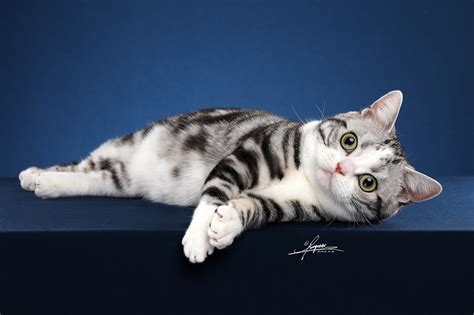 美短猫图片