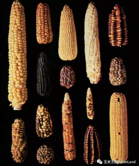 玉米的起源和历史 玉米是什么时候传入中国的_知秀网