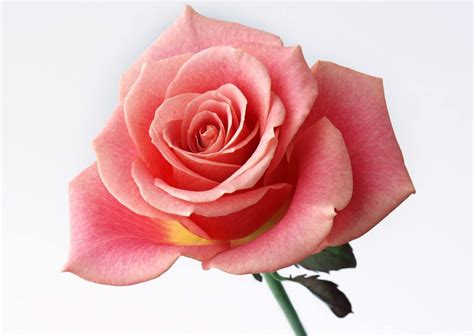 黄昏下的玫瑰花 - 摄友摄色 - 华声论坛