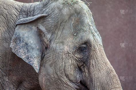一只悲伤的大象的肖像