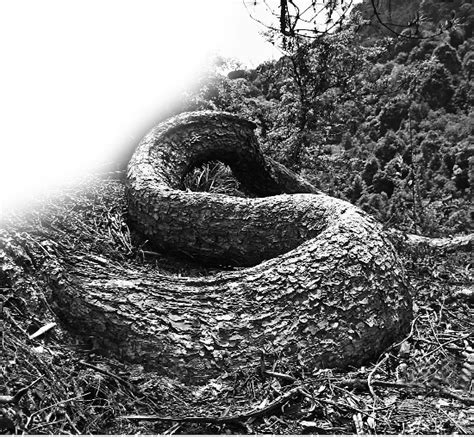 世界上最大的蛇究竟有多大？秦岭真的有盘山巨蟒吗？|蛇类|蟒蛇|巨蟒_新浪新闻