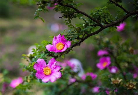 刺梨花图片
