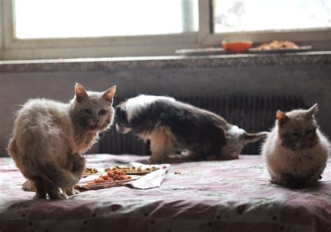 女子每天屋外喂食流浪猫，后来流浪猫闯进室内，给她带来了惊喜|流浪猫|女子|花猫_新浪新闻