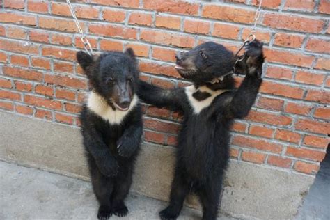 动保组织称“马戏团虐黑熊视频”是宿州非苏州，宿州：已清理_绿政公署_澎湃新闻-The Paper