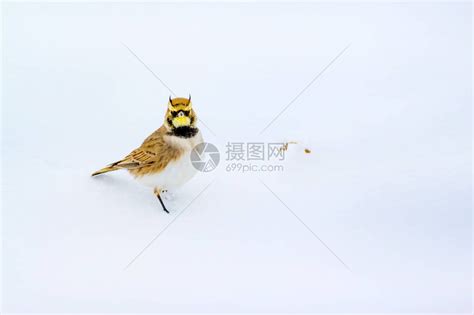 冬天和鸟可爱的小鸟角云雀冬天的场景白雪背景鸟高清图片下载-正版图片506144751-摄图网