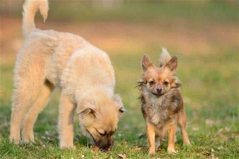 地震是什么动物最先知道 地震之前动物的反应-小狼观天下