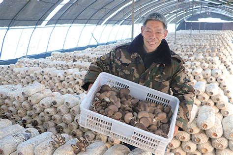 蘑菇新鲜上市 助农增收致富 - 济源网